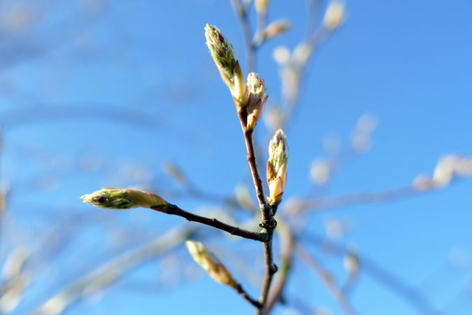 Amelanchier Robin Hill kurz vor der Blüte