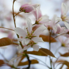 Blüten der Amelanchier Robin Hill