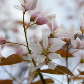 Blüten der Amelanchier Robin Hill