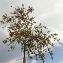 Krone des Malus floribunda - Blüten kurz vor dem Öffnen