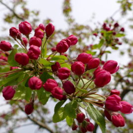 Malus floribunda - Blüten kurz vor dem Öffnen