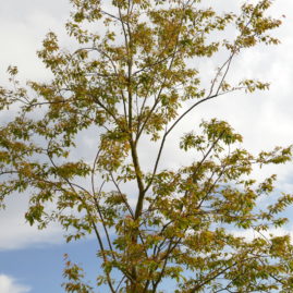 Baumkrone - Amelanchier Robin Hill nach der Blüte