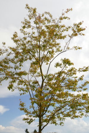 Baumkrone - Amelanchier Robin Hill nach der Blüte