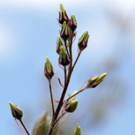 Blüte Amelanchier lamarckii