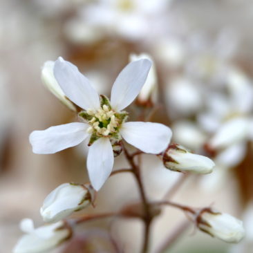 Blüte der Amelanchier lamarckii