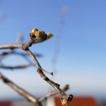 Die Knospen einer Birnenquitte im Frühling