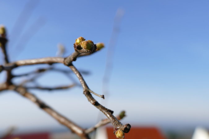 Die Knospen einer Birnenquitte im Frühling