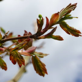 Acer Red Shine - junge Blätter