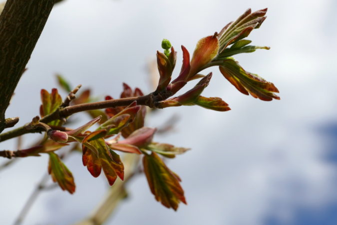 Acer Red Shine - junge Blätter