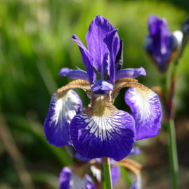 Iris 4